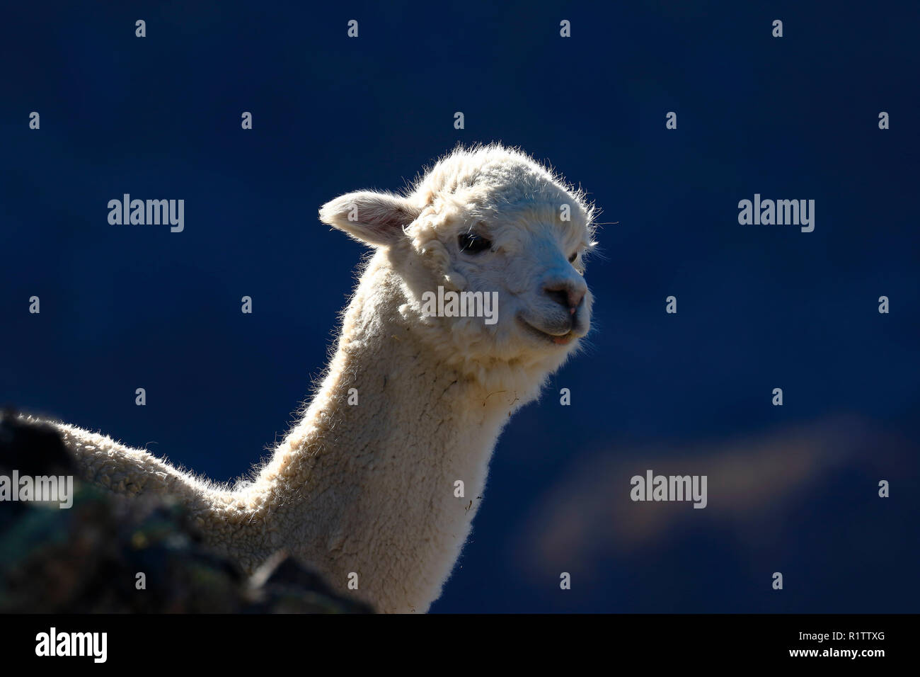 Lonely Alpaka (vicugna pacos) im Morgengrauen an den Hängen eines Hügels aufgezeichnet wurden, während der Fütterung. Stockfoto
