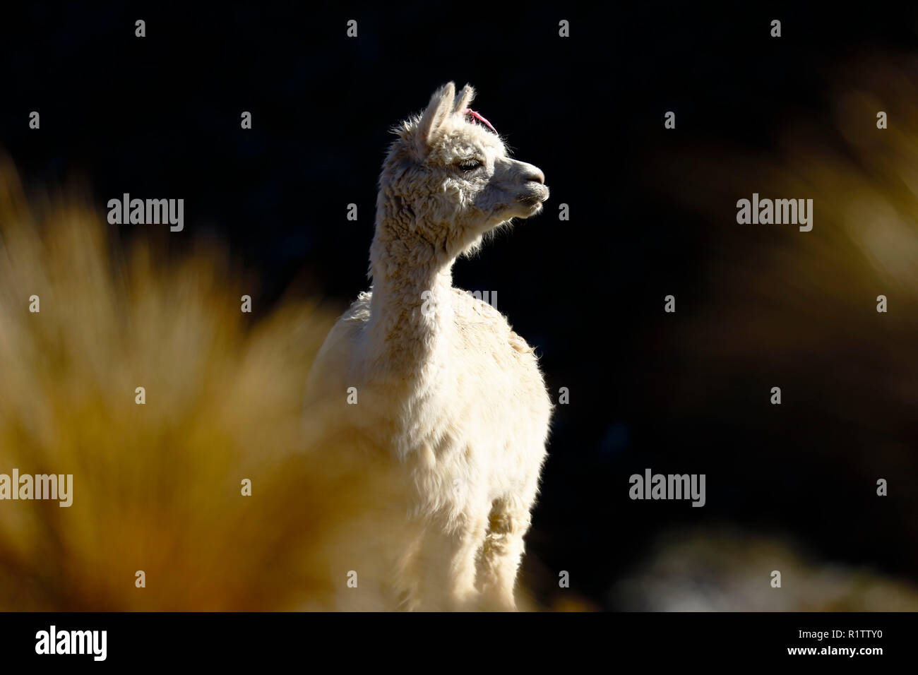 Lonely Alpaka (vicugna pacos) im Morgengrauen an den Hängen eines Hügels aufgezeichnet wurden, während der Fütterung. Stockfoto