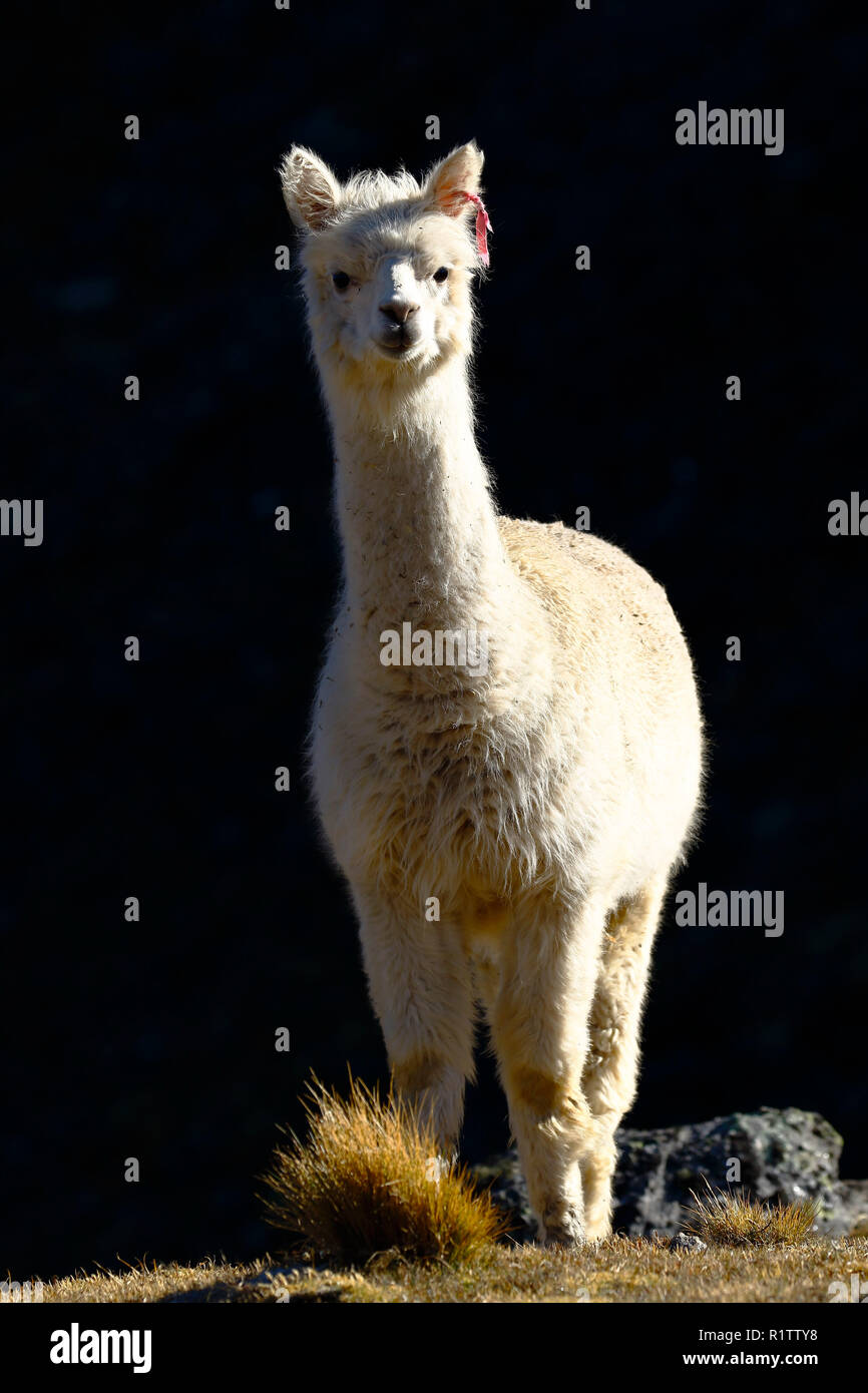 Lonely Alpaka (vicugna pacos) im Morgengrauen an den Hängen eines Hügels aufgezeichnet wurden, während der Fütterung. Stockfoto