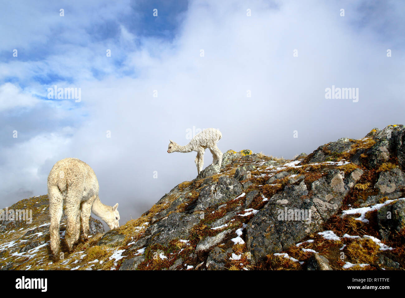 Schöne Alpaka (Vicugna pacos) mit ihr neugeborenes Baby in der andengipfel nach einem Schneefall. Cusco - Peru. Stockfoto