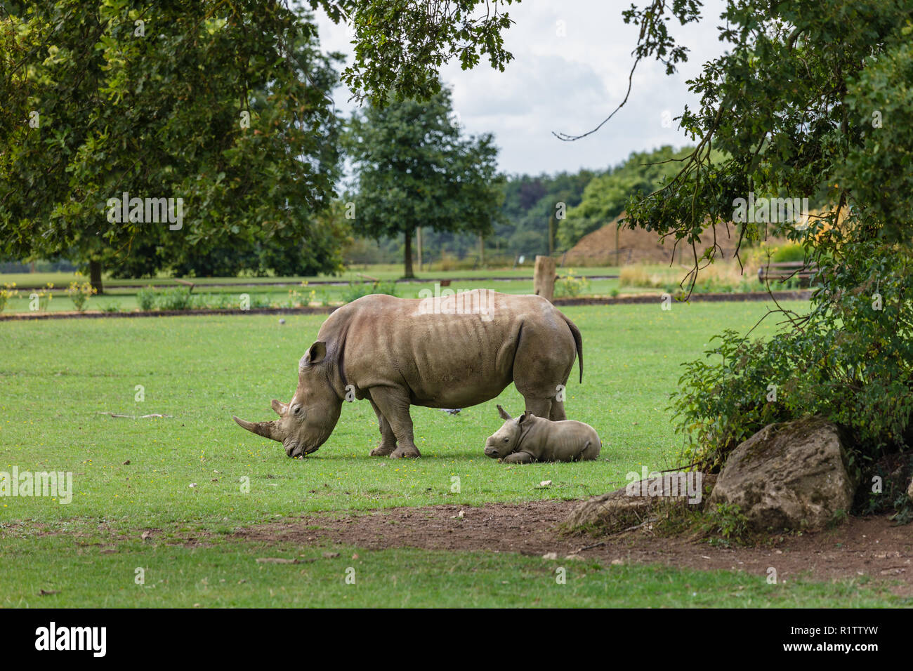 Nashorn Stockfoto