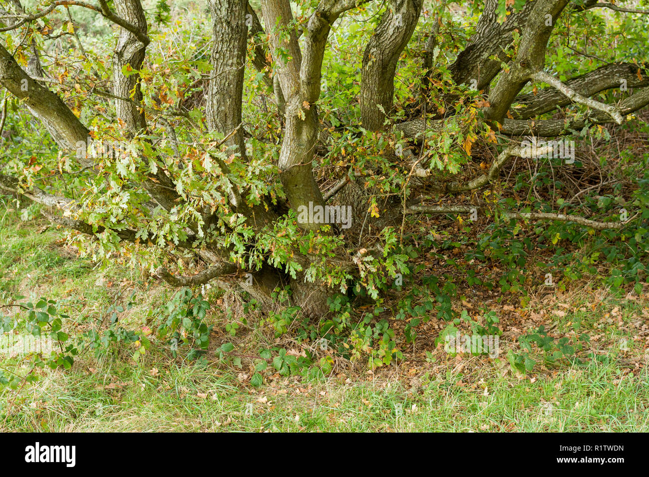 Basis eines alten Stieleiche, Quercus robur, Pedunculate oak, europäische Eiche mit split Trunk, im Herbst, Großbritannien Stockfoto