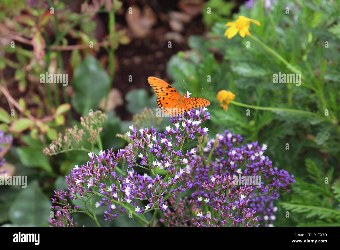 Nahaufnahme eines Golf Fritillaryschmetterling ruht auf einem Büschel der kleine lila Blumen Stockfoto