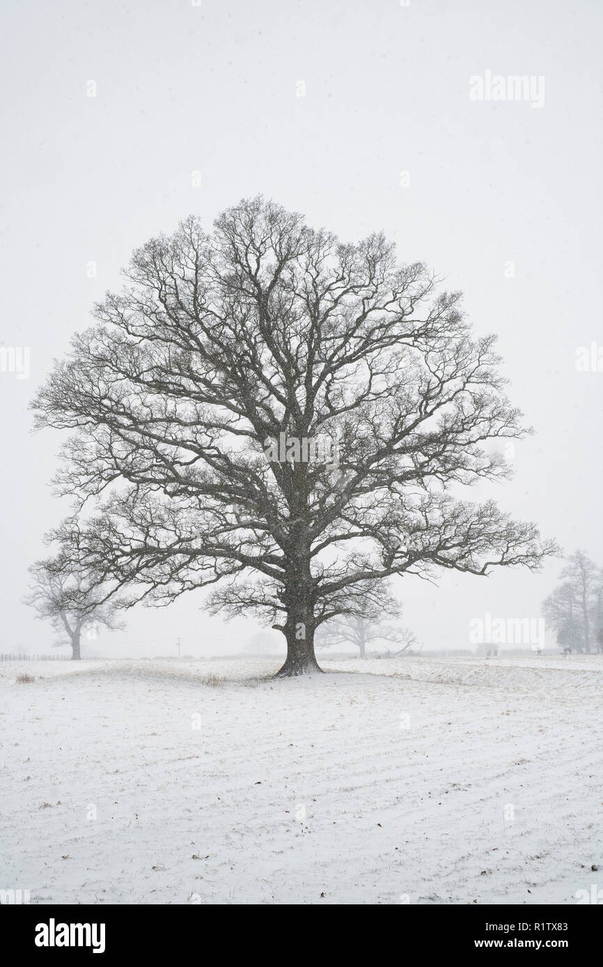 Quercus robur. Eiche im Winter Schnee in der englischen Landschaft. Könige Sutton, Northamptonshire. UK. Eine Szene in den verschiedenen Jahreszeiten genommen Stockfoto