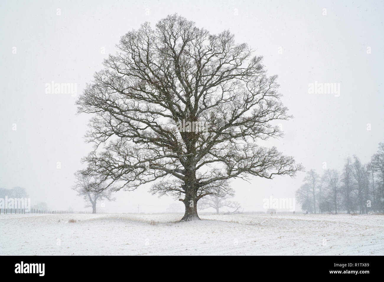 Quercus robur. Eiche im Winter Schnee in der englischen Landschaft. Könige Sutton, Northamptonshire. UK. Eine Szene in den verschiedenen Jahreszeiten genommen Stockfoto