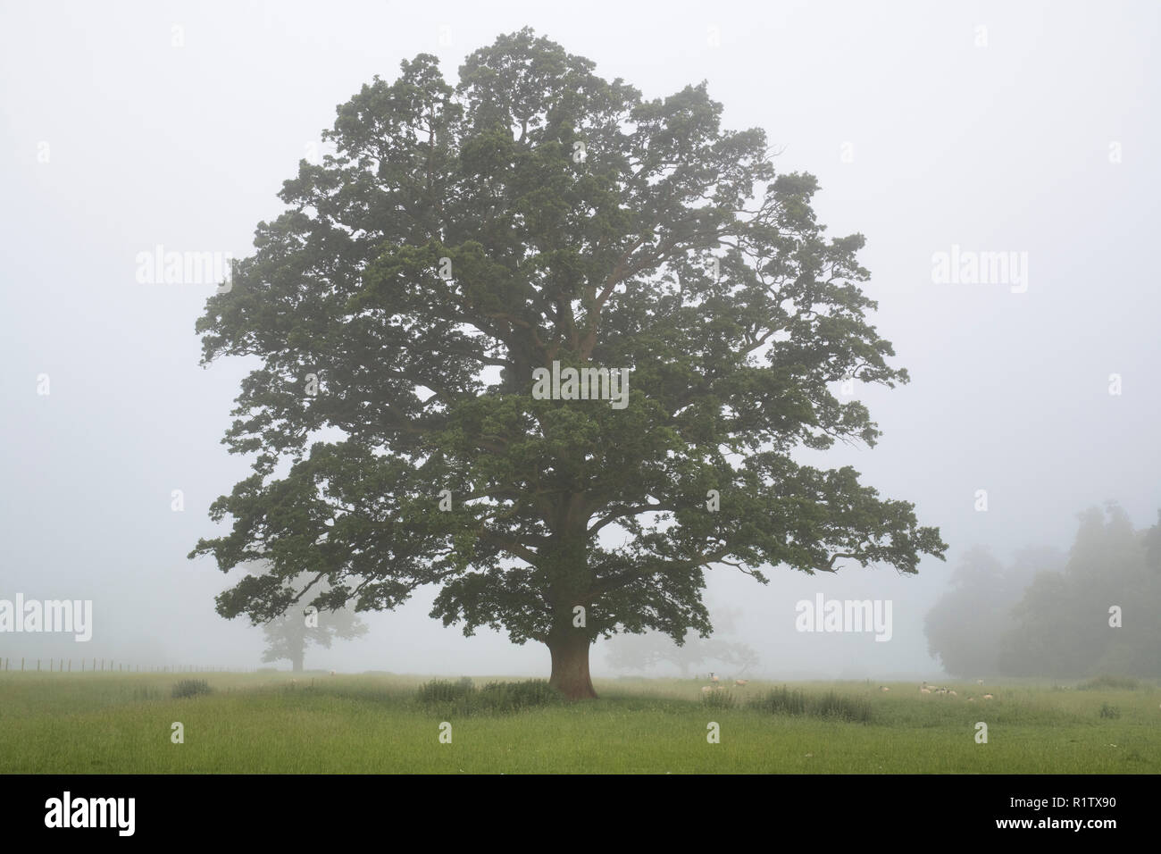 Quercus robur. Eiche am frühen Morgen Sommer Nebel in der englischen Landschaft. Könige Sutton, Northamptonshire. Großbritannien Stockfoto