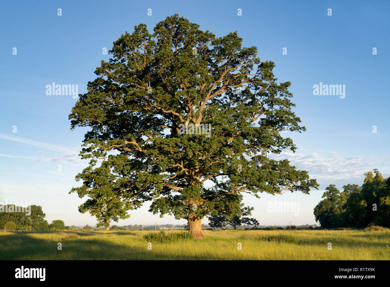 Quercus robur. Eiche im Sommer in der englischen Landschaft. Könige Sutton, Northamptonshire. UK. Eine Szene in den verschiedenen Jahreszeiten genommen Stockfoto