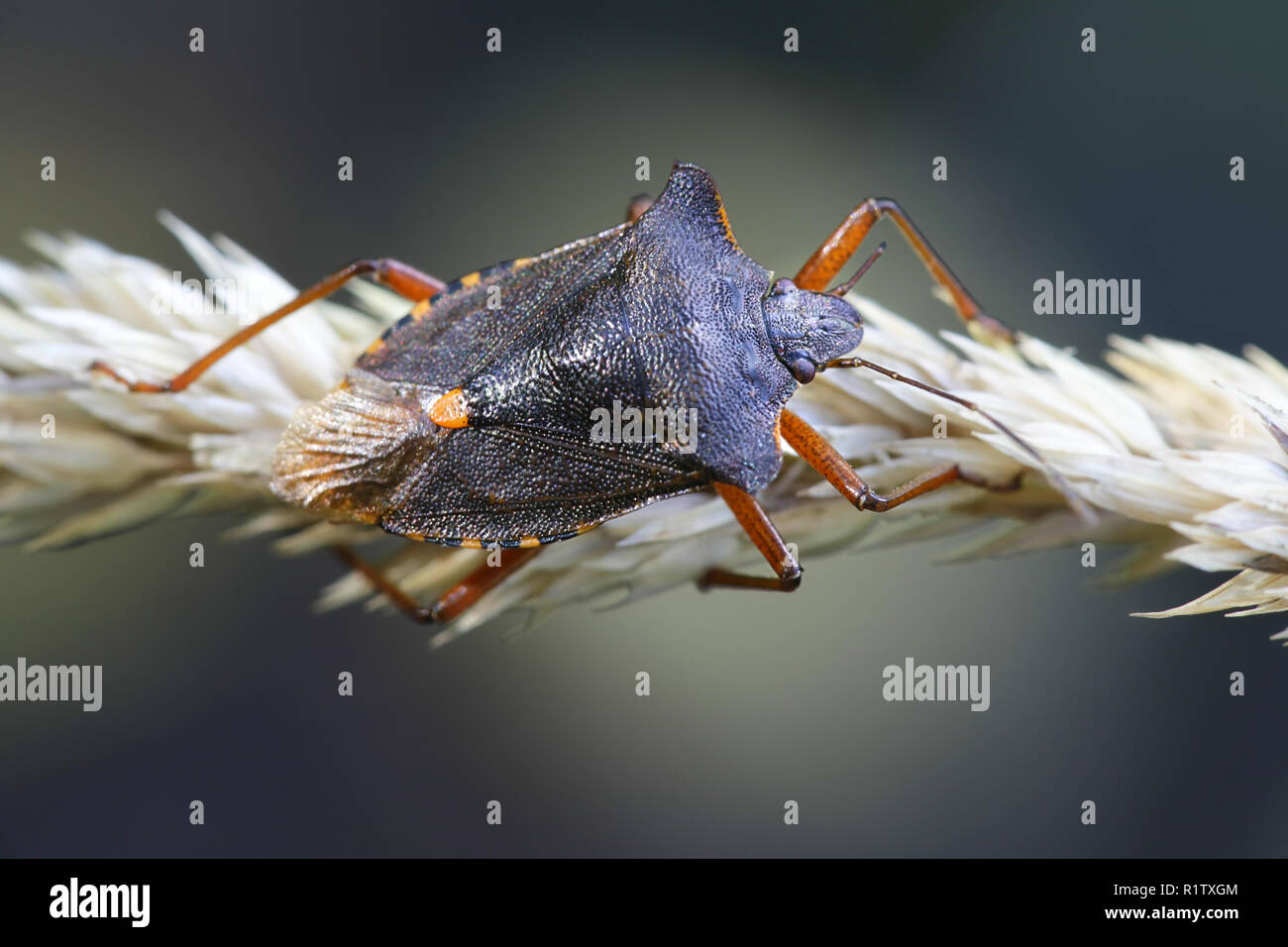 Wald Bug oder Red-legged shieldbug, Pentatoma rufipes Stockfoto