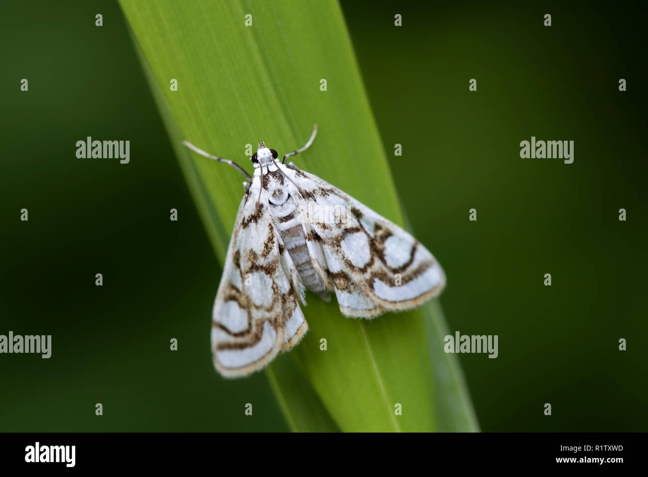 Schöne china - mark Moth, Nymphula nitidulata Stockfoto