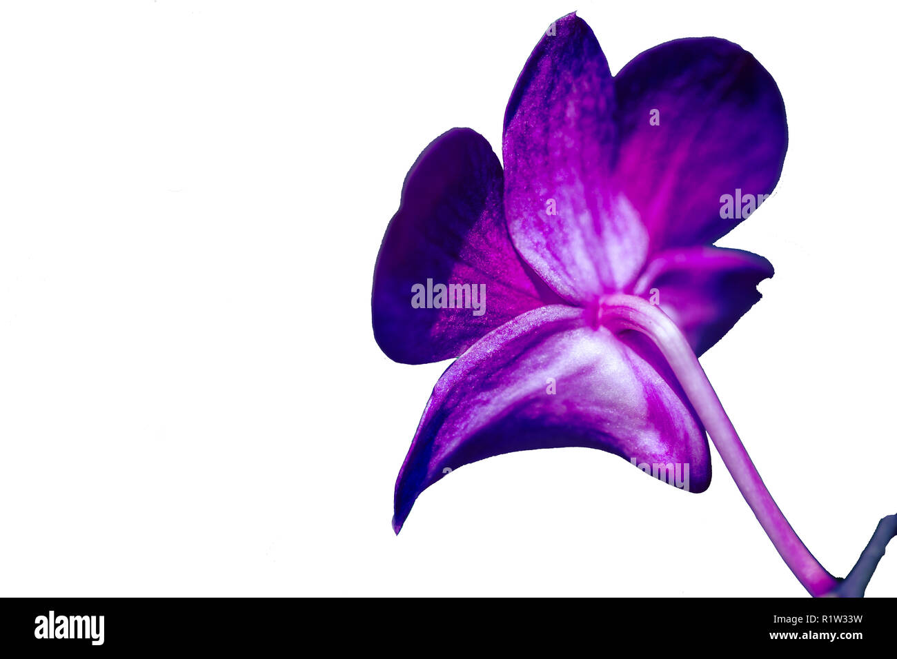 Zarte scarlet rosa Blume Phalaenopsis Orchidee auf weißem Hintergrund. Stockfoto