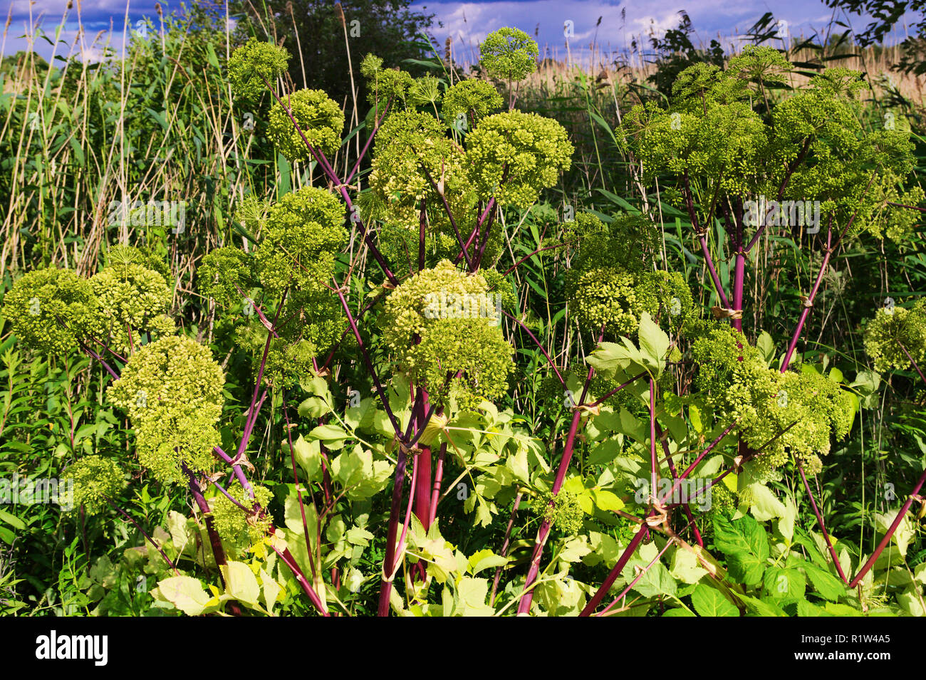 Angelica Angelica archangelica, Garten oder wilde Sellerie Pflanze, die in der Wiese. Pommern, Polen. Stockfoto