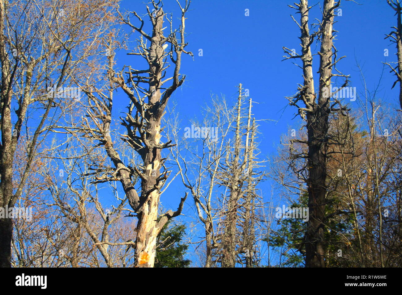 Dead Hemlock Baum Stockfoto