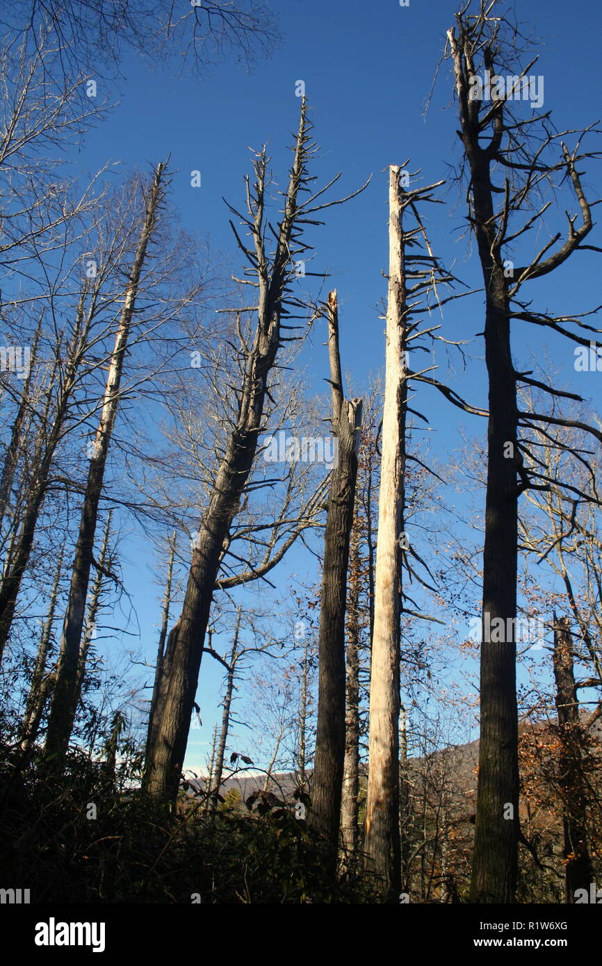 Dead Hemlock Baum Stockfoto