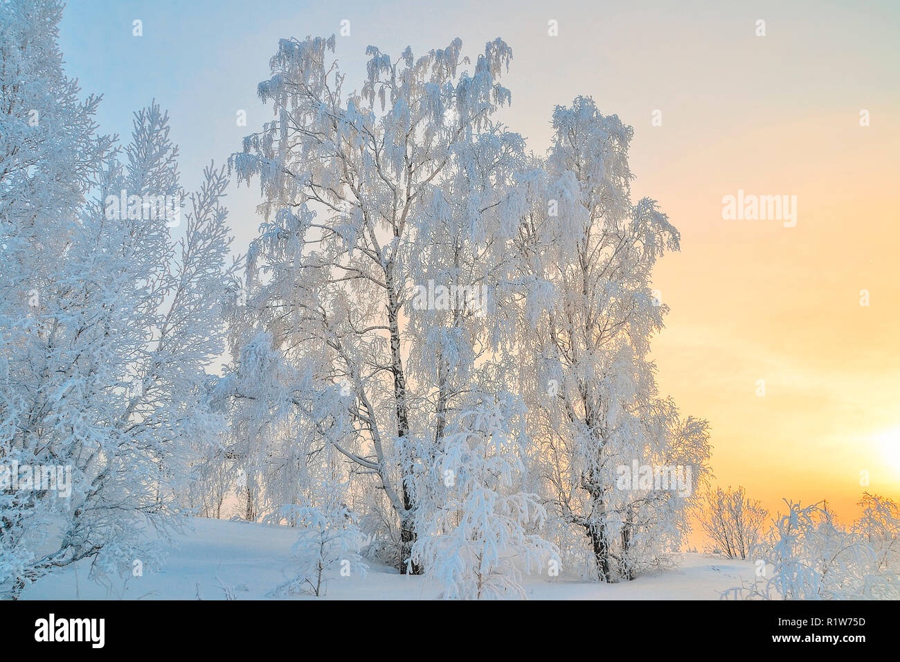Winterlandschaft - Birken mit Raureif an Sonnenstrahlen der untergehenden Sonne - Märchen von der frostigen Winter Natur abgedeckt Stockfoto