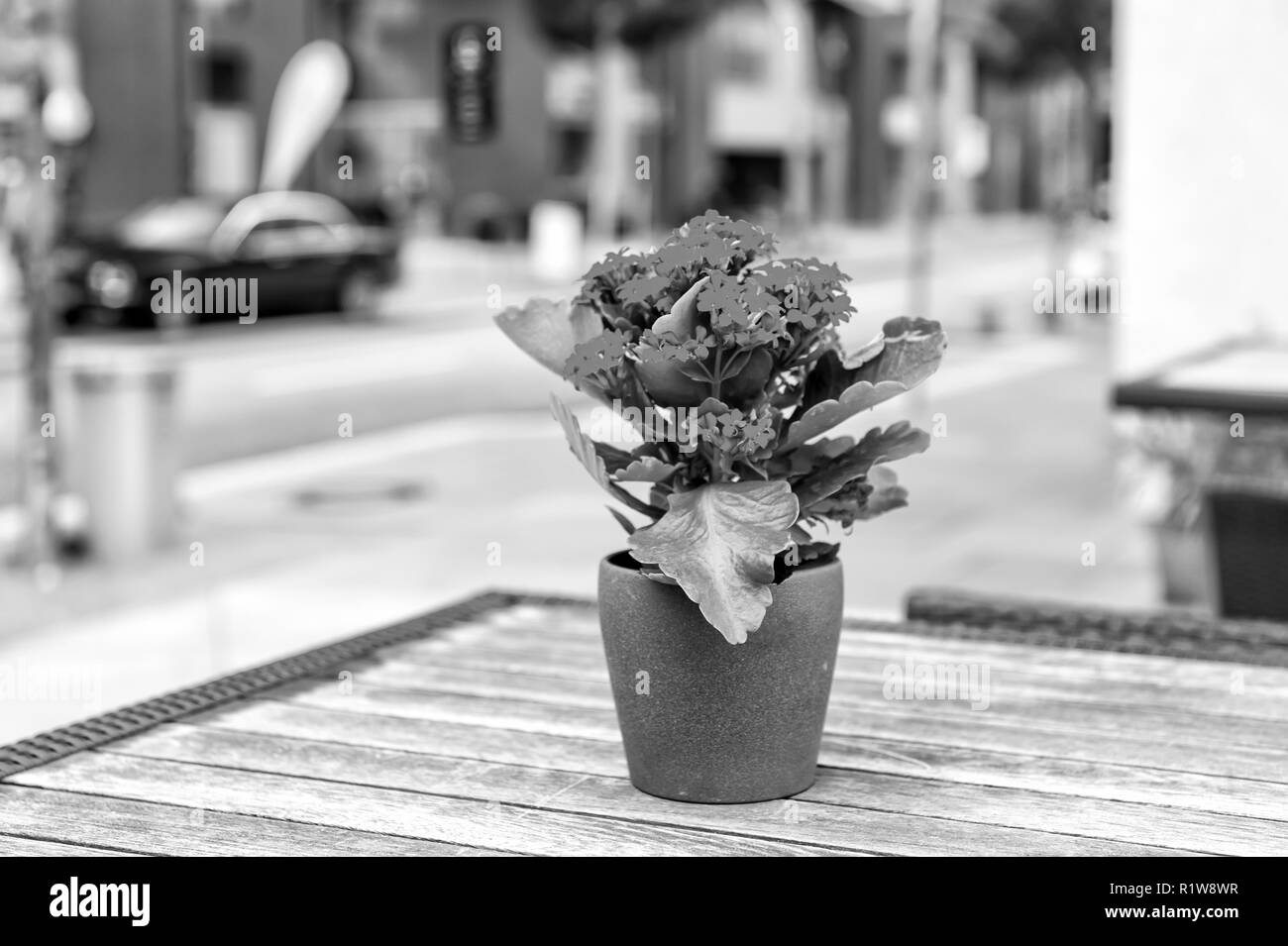 Blume Blüte im Topf auf Tisch im Freien in Hamburg, Deutschland. Blumen, Floristik, florales Dekor, Design. Stockfoto