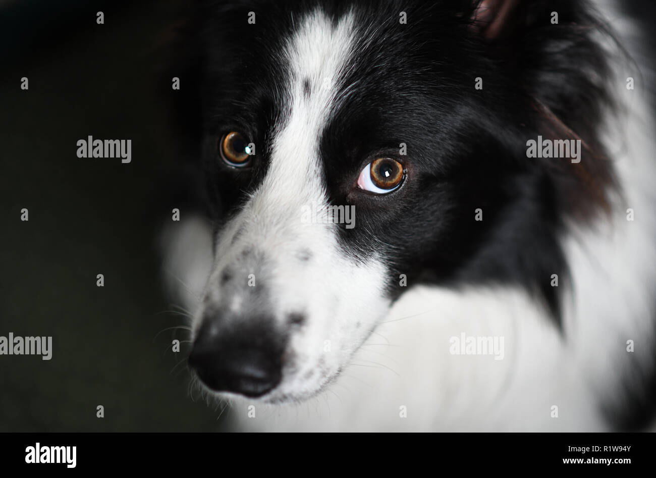 Border-Collie Hund portrait Stockfoto