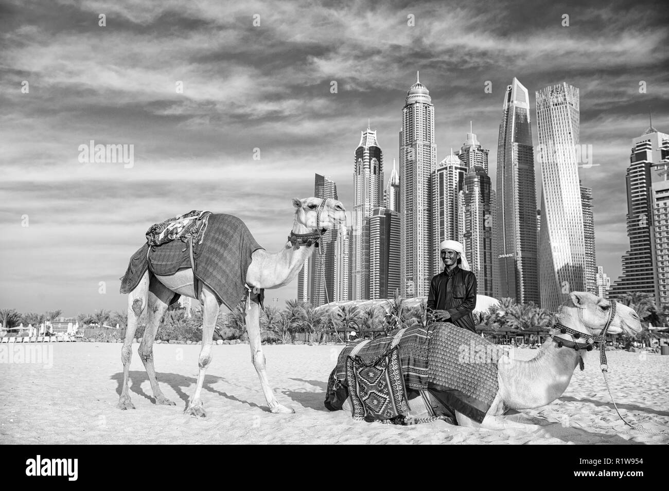 DUBAI, VAE - Dezember 26, 2017: Kamele auf Wolkenkratzer Hintergrund am Strand. Vae Dubai Marina JBR Strand Style: Kamele und Wolkenkratzer. Stockfoto