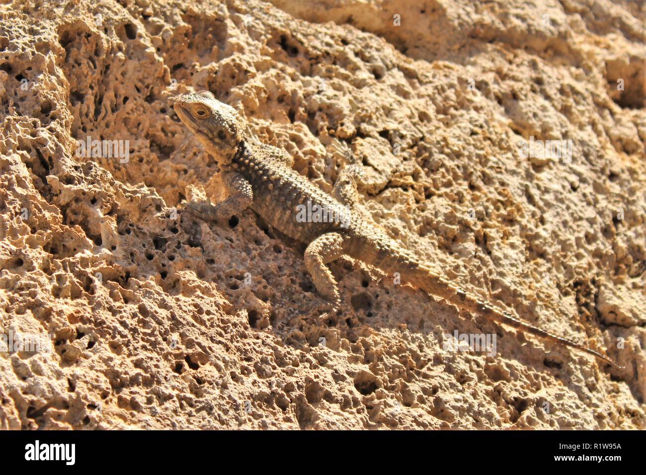 Eine Echse auf Rock in den Ruinen von Kaunos in der Nähe von Dalyan, Türkei getarnt. Stockfoto