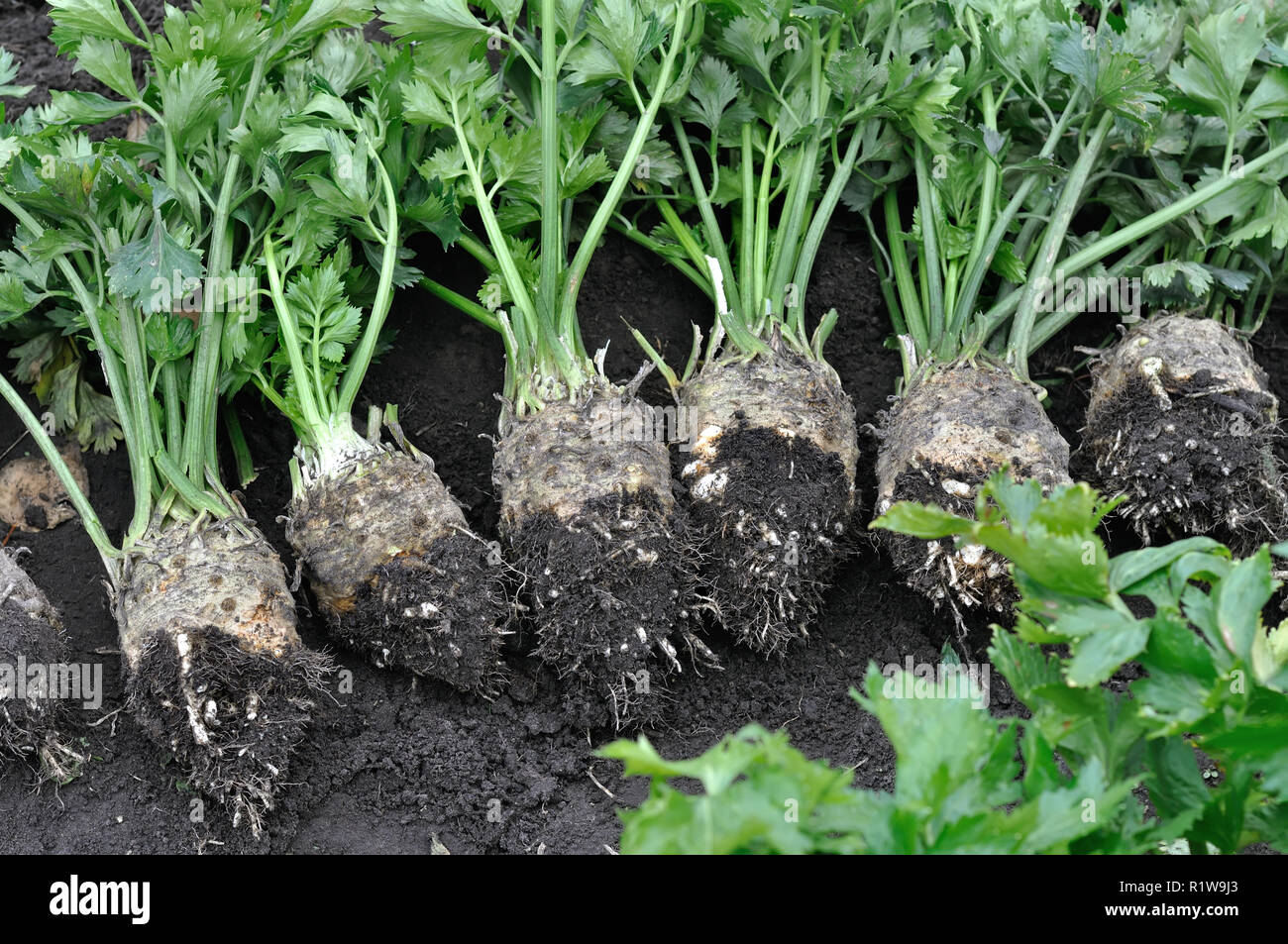 Sellerie Ernte Stockfotos Sellerie Ernte Bilder Alamy
