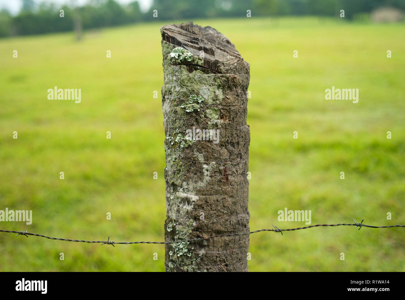 Natürliches rauhes Holz- Fencepost mit Stacheldraht auf eine grüne Wiese mit verschwommenen Hintergrund Stockfoto