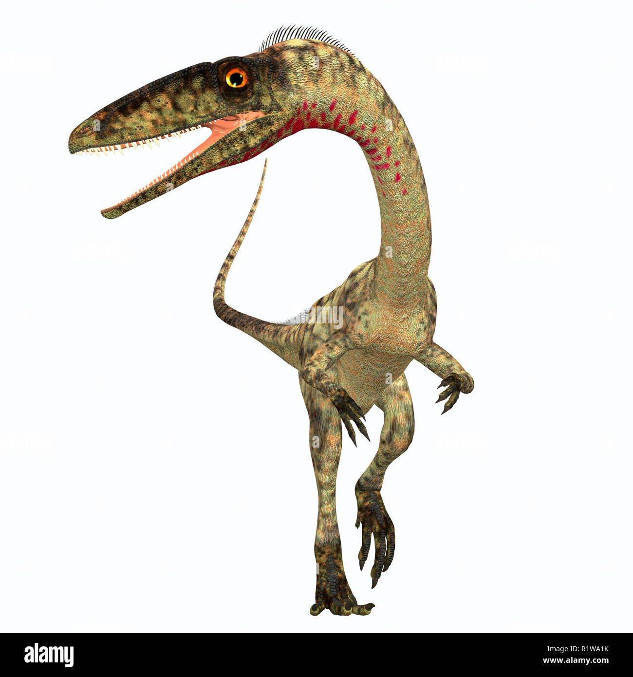 Coelophysis war eine fleischfressende Theropode Saurier, die in der Trias von Nordamerika lebte. Stockfoto