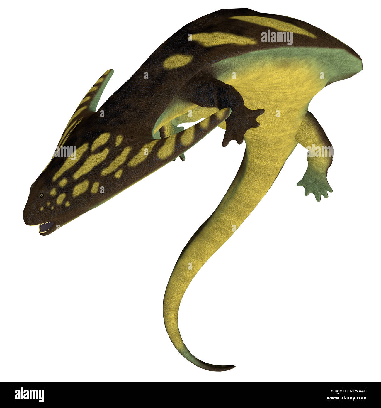 Tetrapod Diplocaulus war eine Amphibie, die im Perm und Karbon Perioden von Nordamerika und Afrika. Stockfoto