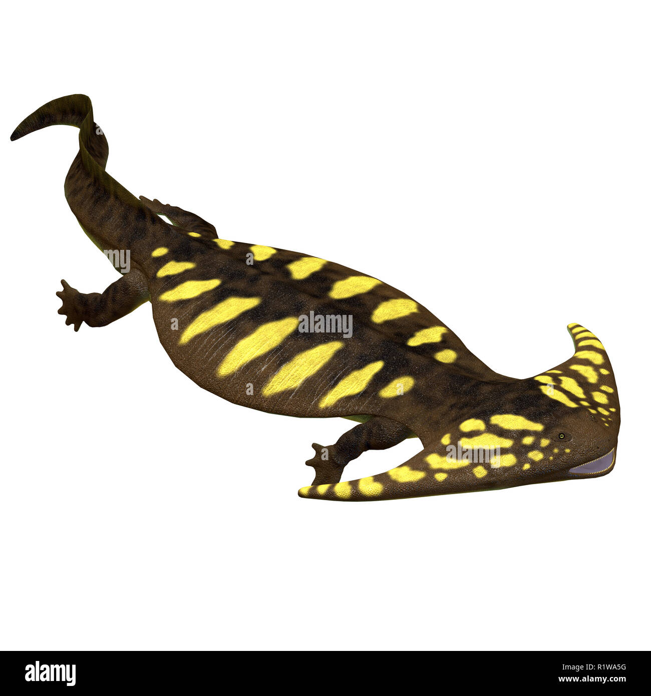 Tetrapod Diplocaulus war eine Amphibie, die im Perm und Karbon Perioden von Nordamerika und Afrika. Stockfoto