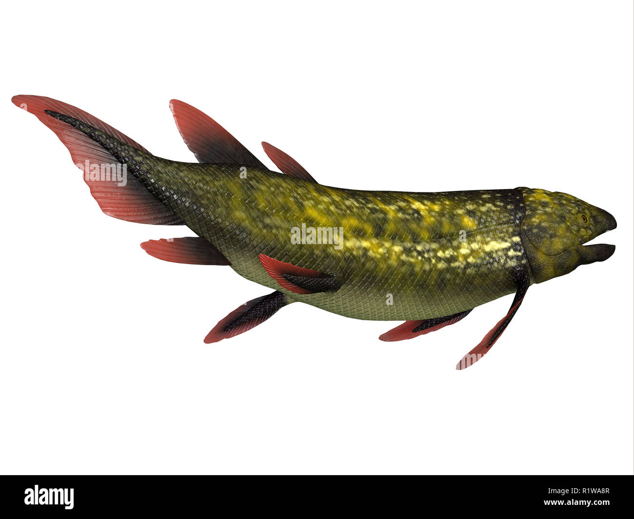 Dipterus war ein Süßwasserfischarten, die in den Sümpfen lebte und bayous von Europa und Nordamerika Während des Devon und Karbon Perioden. Stockfoto