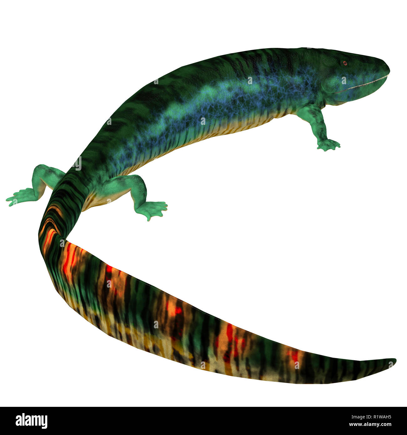 Tetrapod Eogyrinus war eine Amphibie, die in England während der Steinkohlenzeit entstanden lebte. Stockfoto