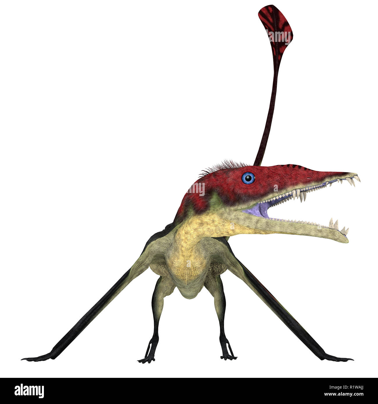 Eudimorphodon Pterosaur auf Weiß - Eudimorphodon war eine fleischfressende Pterosaur Vogel, der in Italien während der Trias lebte. Stockfoto