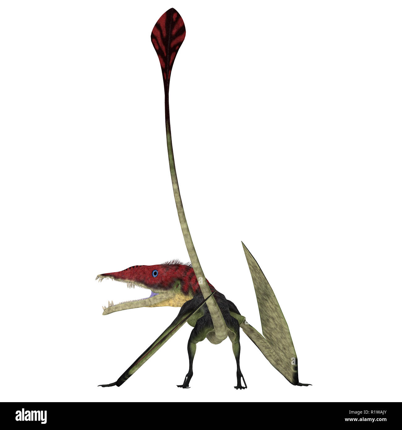 Eudimorphodon Pterosaur Schwanz - Eudimorphodon war eine fleischfressende Pterosaur Vogel, der in Italien während der Trias lebte. Stockfoto