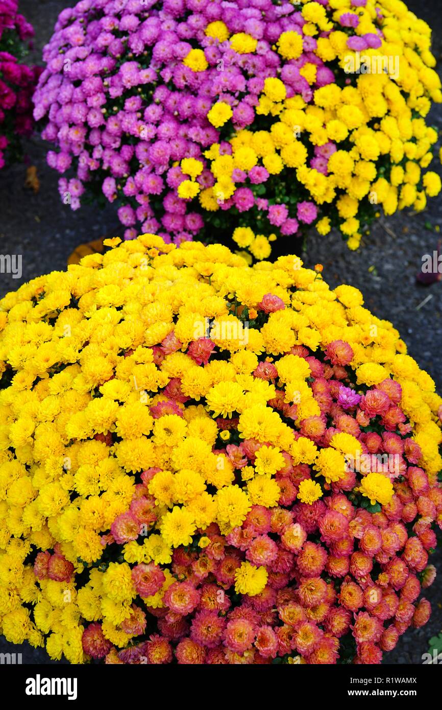 Rote mutter blume Fotos und Bildmaterial in hoher Auflösung Seite 2