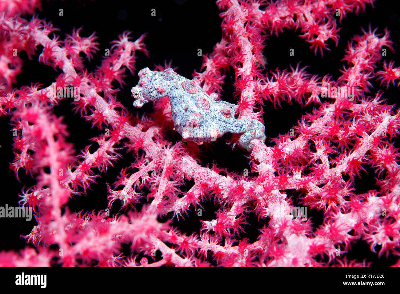 Pygmy Seepferdchen (Hippocampus Bargibanti), Größe 15 mm, Selayar Island, Sulawesi, Flores Sea, Pazifik, Indonesien Stockfoto