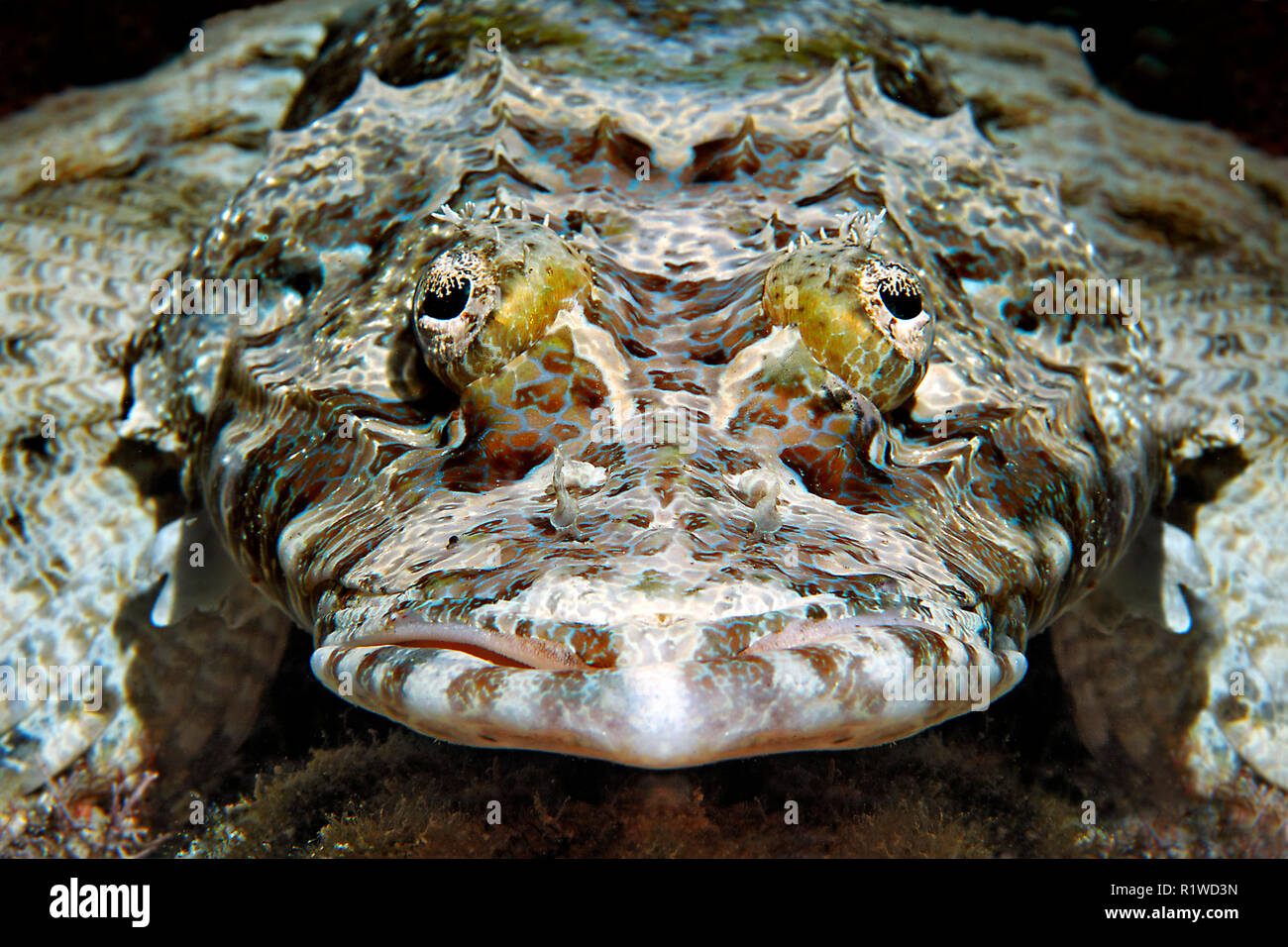 Tentacled flathead (Papilloculiceps Longiceps), Tier Portrait, Selayar Island, Sulawesi, Flores Sea, Pazifik, Indonesien Stockfoto