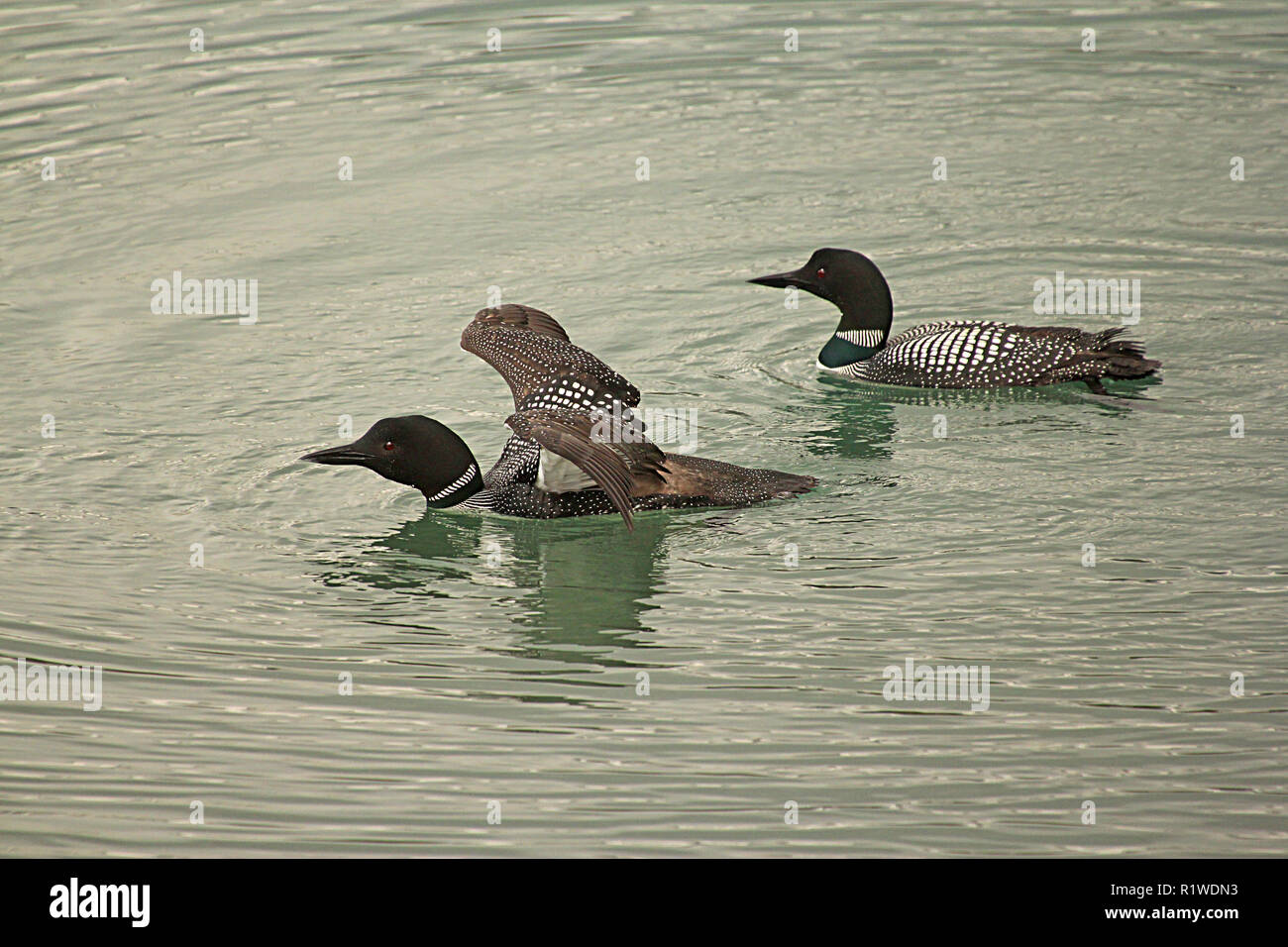 Vögel von Nordamerika, gemeinsame Loon Gavir immer Stockfoto