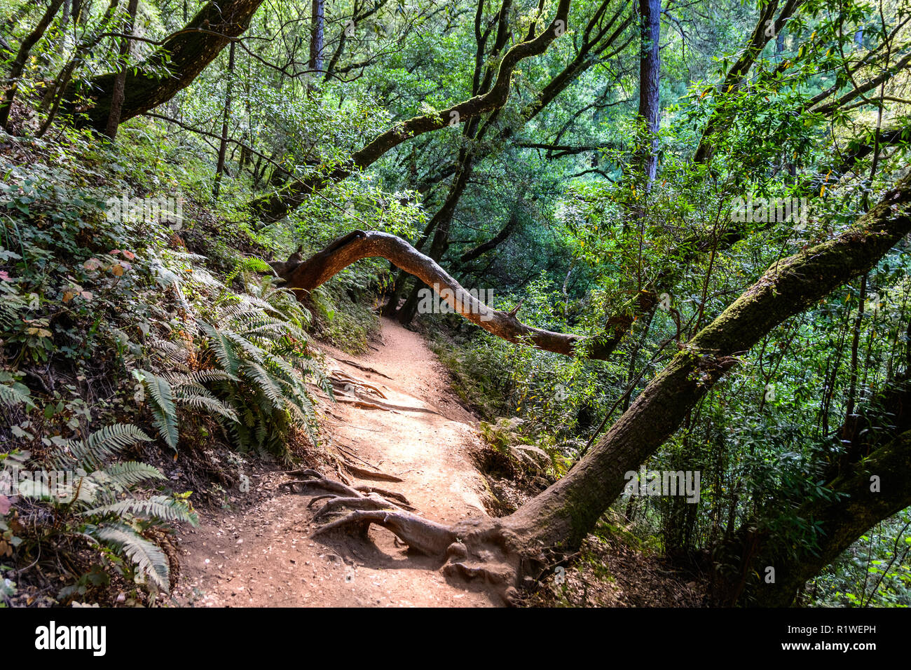 Wanderweg durch den üppigen Wäldern des Mount Tamalpais State Park, Marin County, North San Francisco Bay Area, Kalifornien Stockfoto