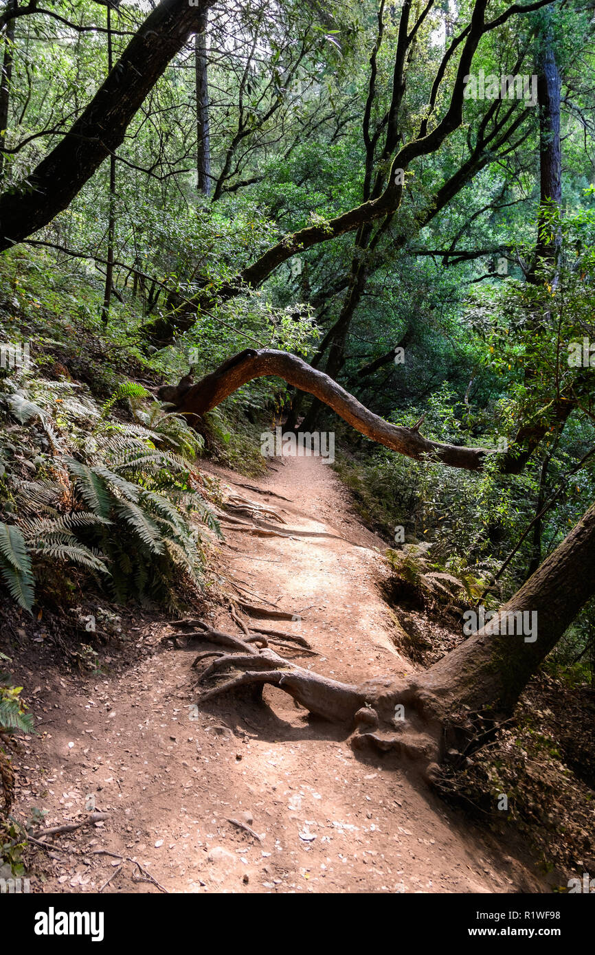 Wanderweg durch den üppigen Wäldern des Mount Tamalpais State Park, Marin County, North San Francisco Bay Area, Kalifornien Stockfoto