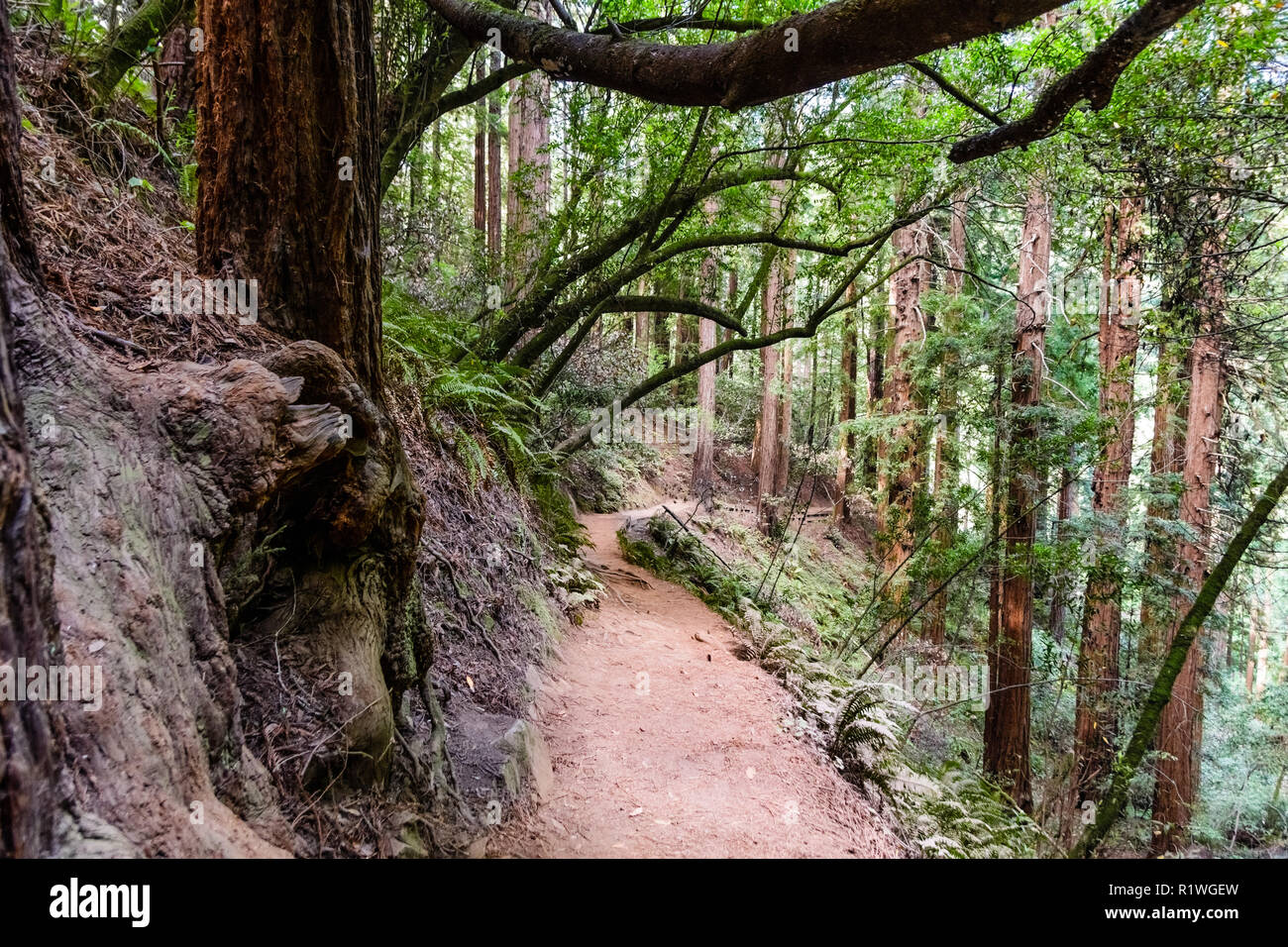 Wanderweg durch den Redwood Wälder von Muir Woods National Monument, Marin County, North San Francisco Bay Area, Kalifornien Stockfoto