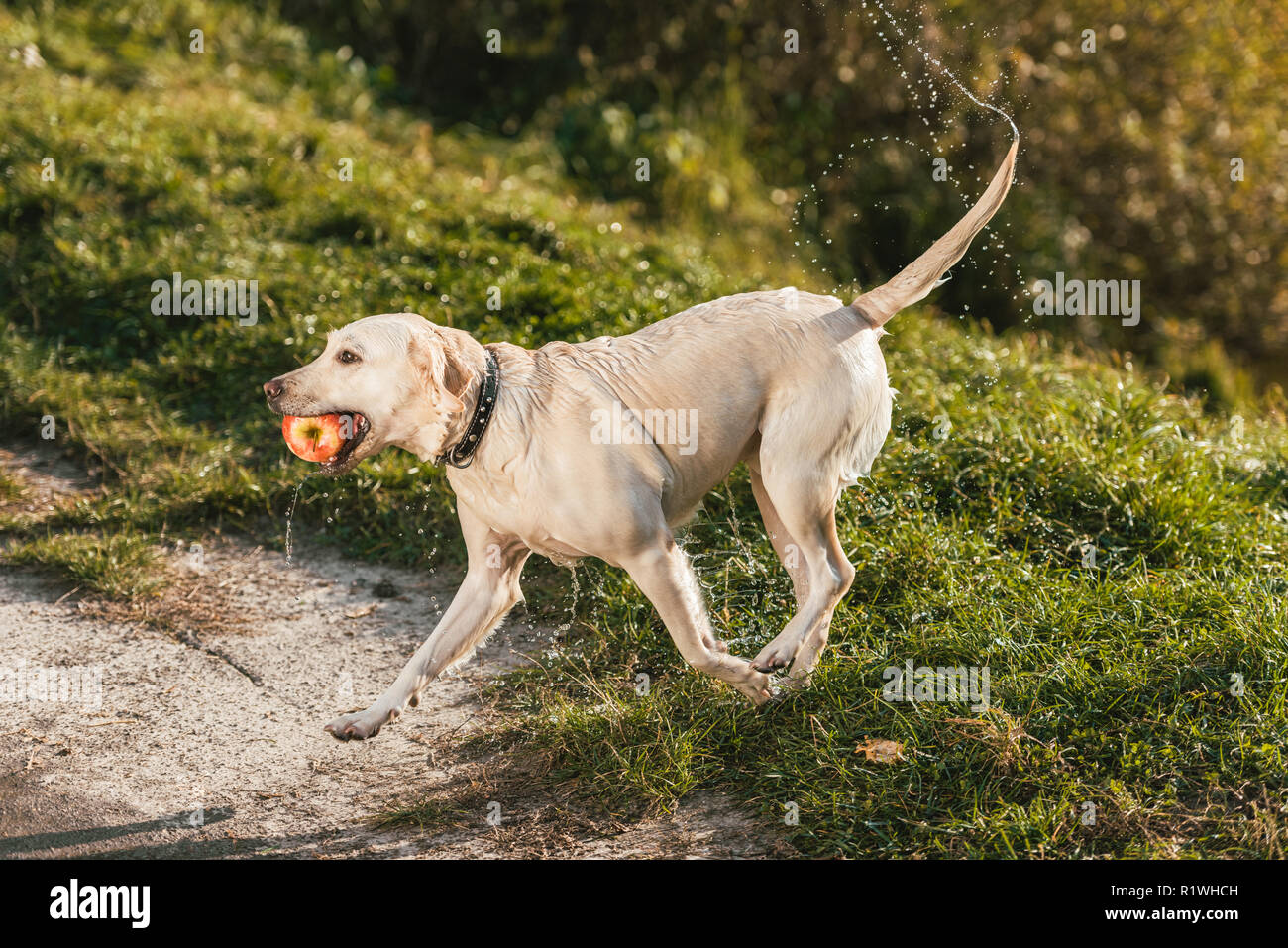 Nasse adorable Golden Retriever mit Apple im Mund im Freien Stockfoto