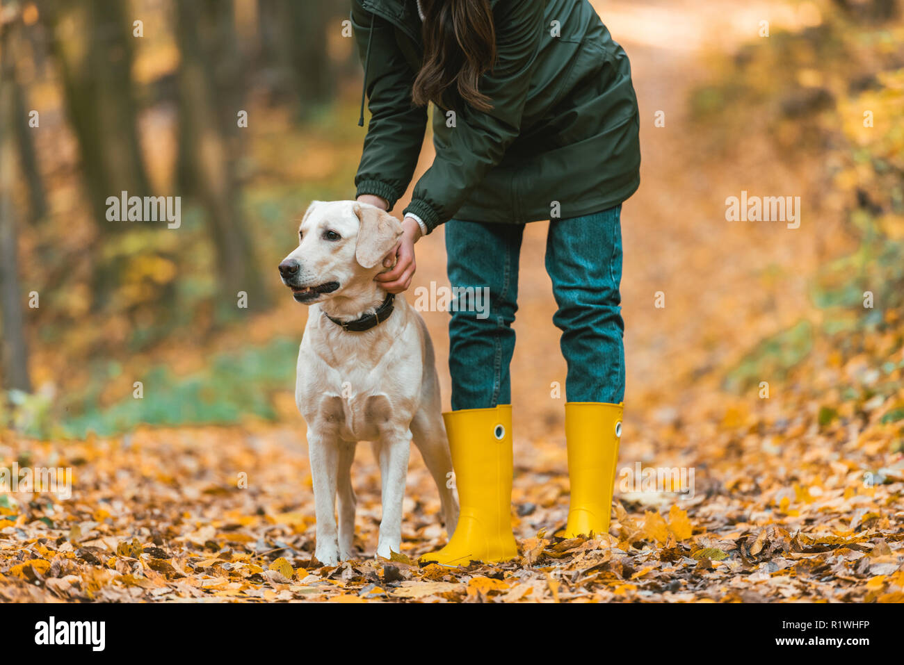 7/8 Bild der Frau einstellen Hundehalsband auf Golden Retriever im  herbstlichen Wald Stockfotografie - Alamy