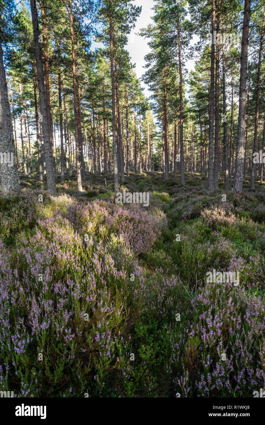 Wald von Heather im Carrbridge in den Highlands von Schottland. Stockfoto