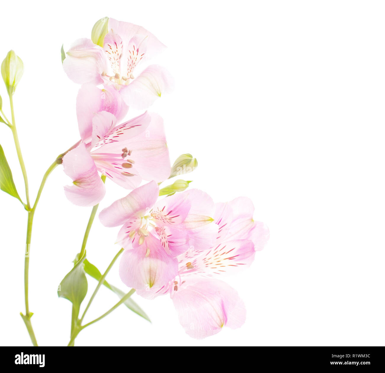 Zierliche rosige Blumen auf weißem Hintergrund. Alstroemeria Stockfoto