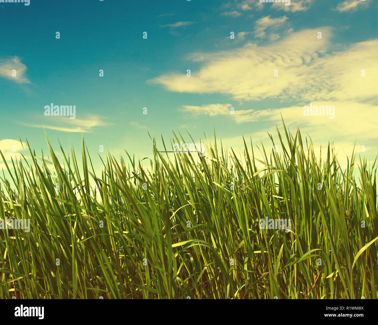 Grüne Gras auf Himmel Hintergrund. Getonten Bild Stockfoto