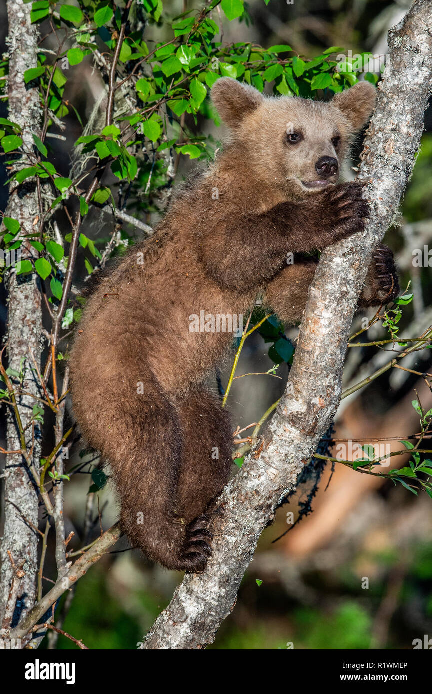Brown bear Cub klettert einen Baum. Natürlicher Lebensraum. Im Sommer Wald. Sceintific Name: Ursus arctos. Stockfoto