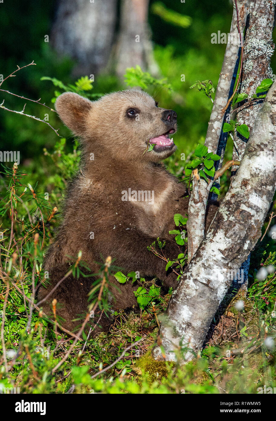 Brown bear Cub im Sommer Wald. Wissenschaftlicher Name: Ursus arctos. Natürlichen grünen Hintergrund. Natürlicher Lebensraum. Stockfoto