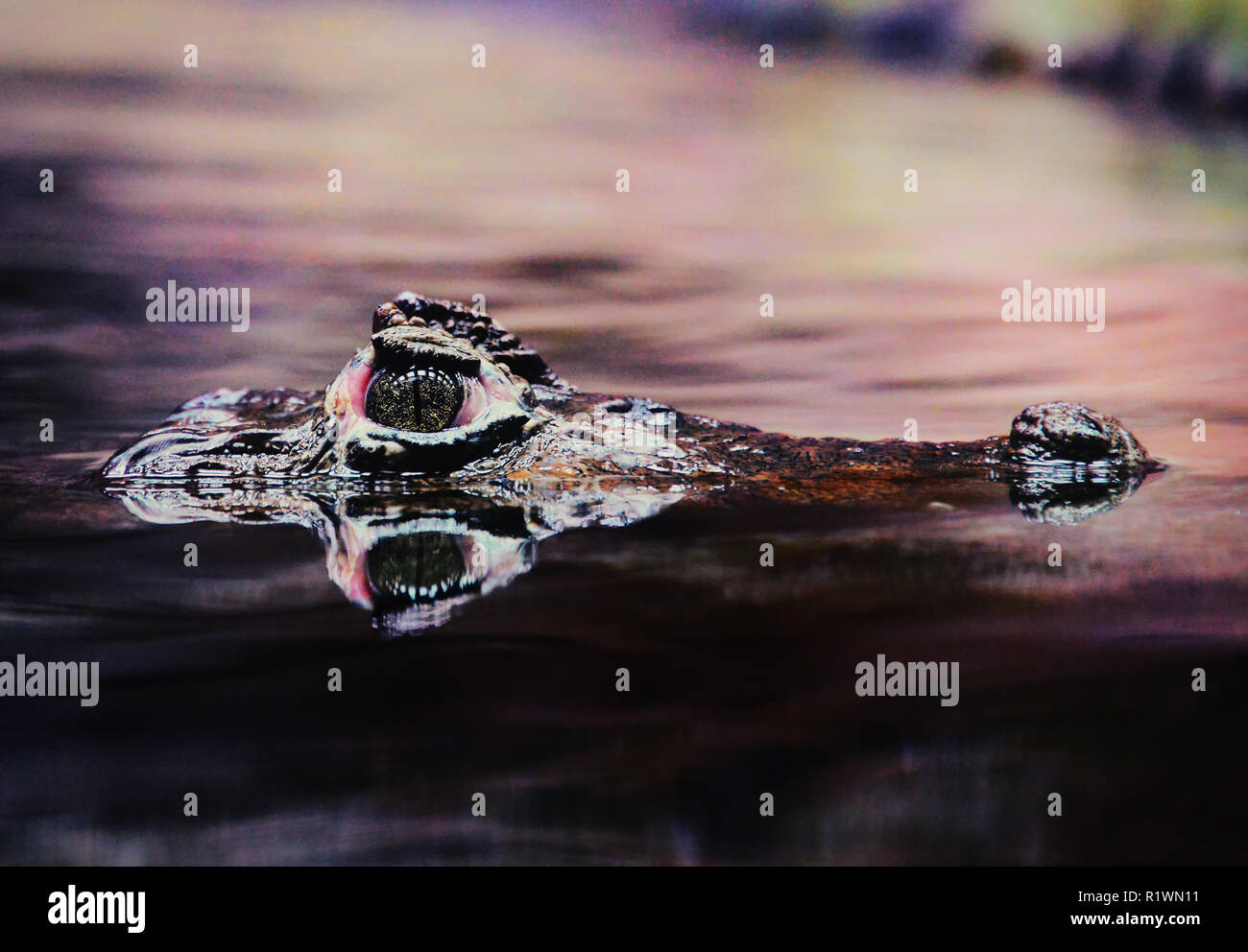 Caiman Latirostris Stockfoto