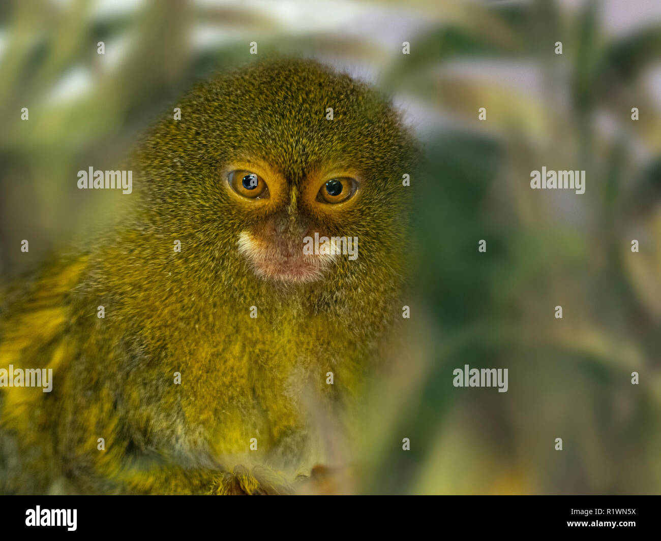 Pygmy marmoset Cebuella pygmaea eine der kleinsten Primaten in der Welt Stockfoto