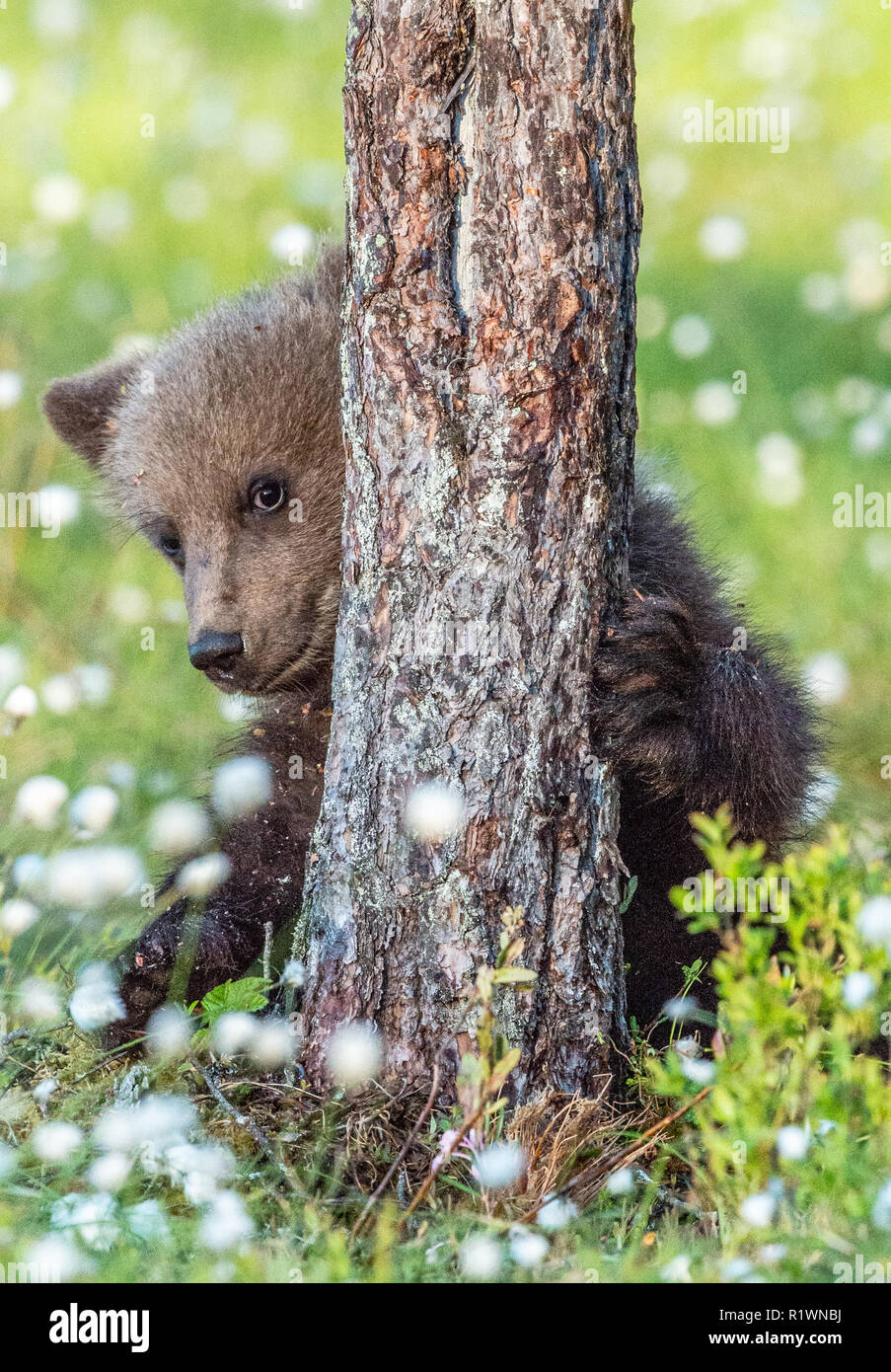 Brown bear Cub versteckt sich hinter einem Baum im Sommer Wald unter weißen Blumen. Stockfoto