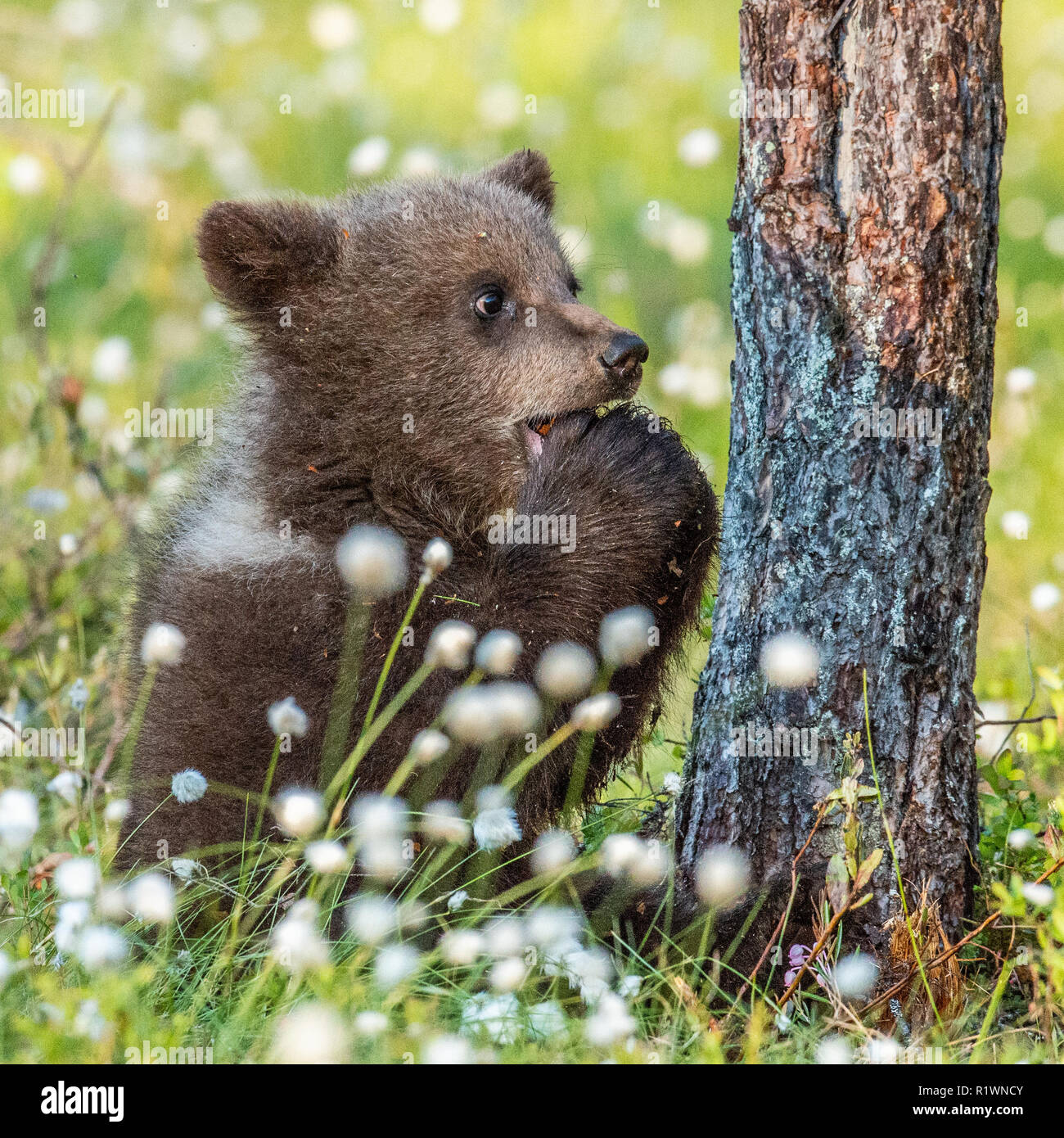 Brown bear cub Essen einen pinienzapfen. Im Sommer Wald unter weißen Blumen. Stockfoto