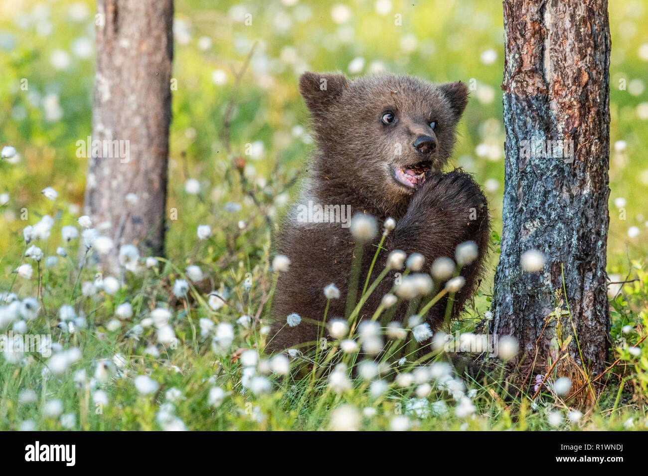 Brown bear cub Essen einen pinienzapfen. Im Sommer Wald unter weißen Blumen. Stockfoto